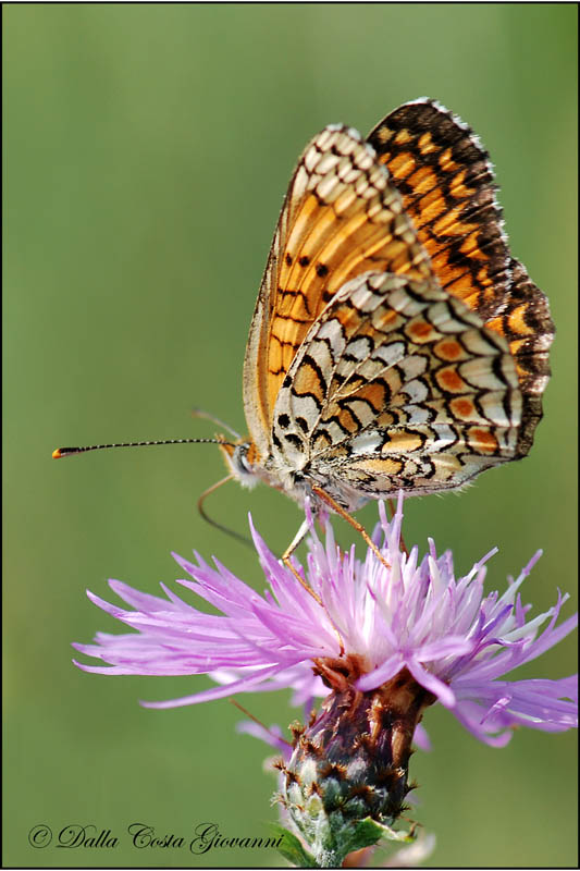 Melitaea phoebe da confermare